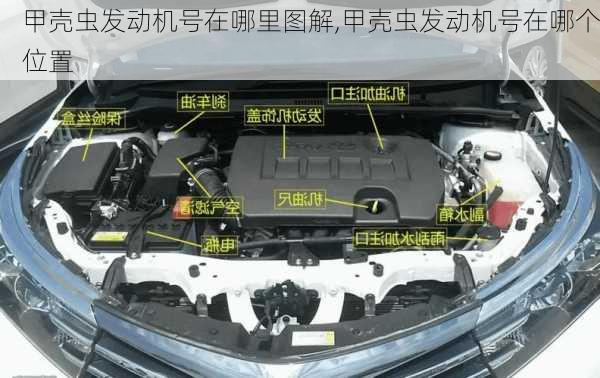 甲壳虫发动机号在哪里图解,甲壳虫发动机号在哪个位置